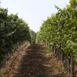Radovanovi? Winery - In The Heart of Šumadija